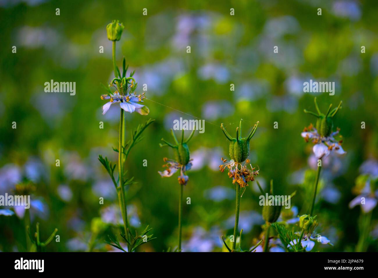 Nigella sativa (black caraway, also known as black cumin, nigella, or kalonji) is an annual flowering plant in the family Ranunculaceae. Stock Photo