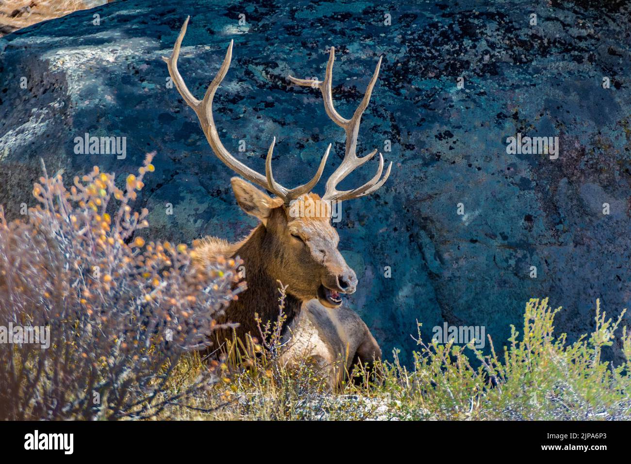 Bull Rocky Mountain Elk, Cervus canadensis, seated with mouth open in Rocky Mountain National Park, Colorado, United States Stock Photo