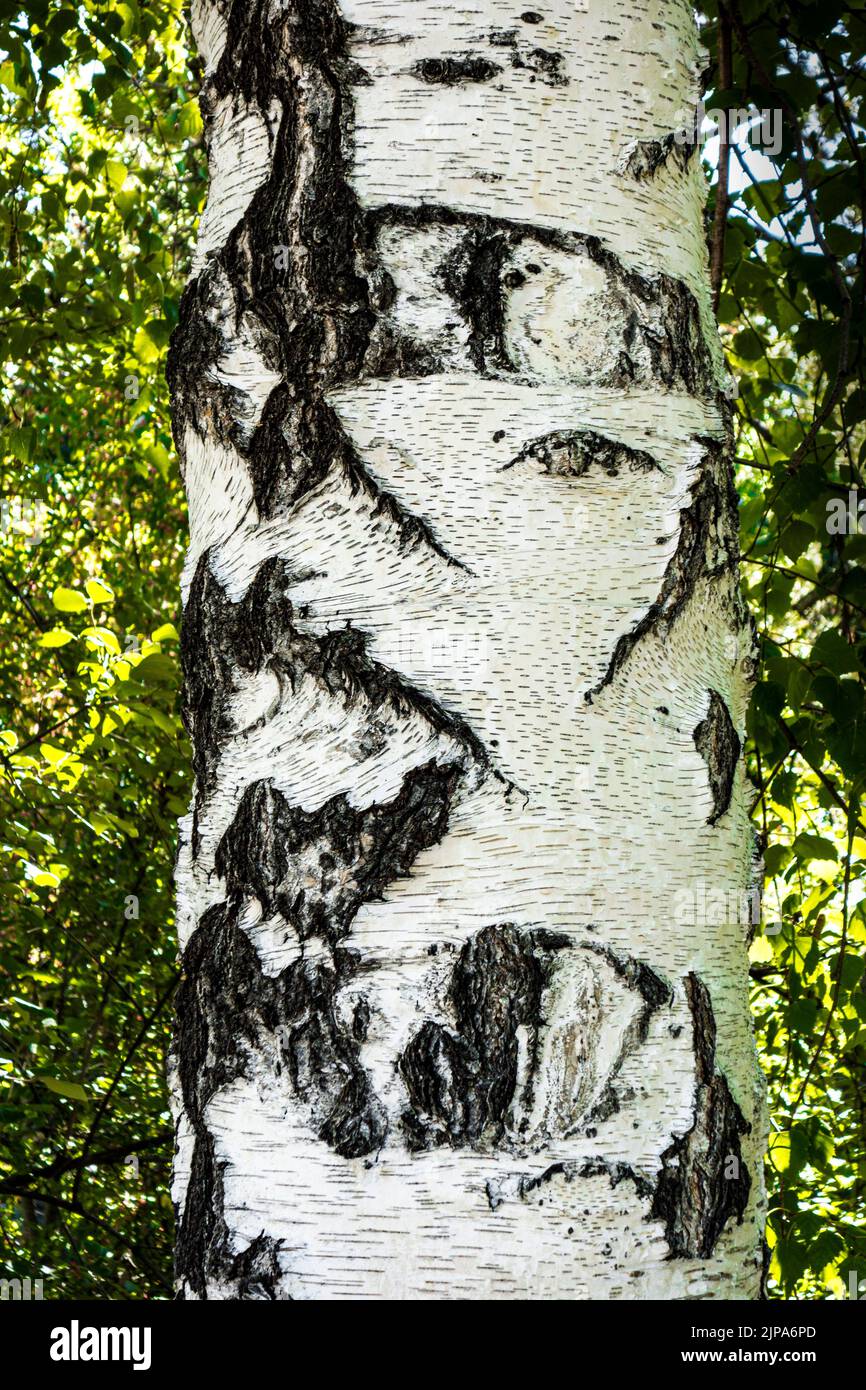 Close-up of the bark of a Weeping Birch or White Birch Tree, Denver, Colorado, USA Stock Photo