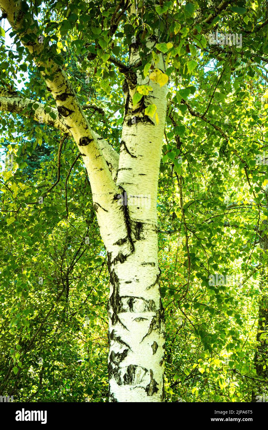 Trunk and foliage of Weeping Birch or White Birch Tree in Denver, Colorado, United States Stock Photo