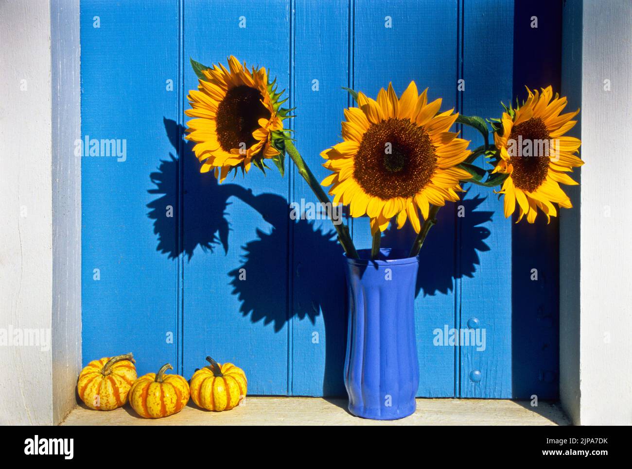 Colourful close up Autumn sunflowers and mini pumpkins in a vintage barn window, windowsill, Freehold, New Jersey, NJ USA US Oct 2007 Stock Photo
