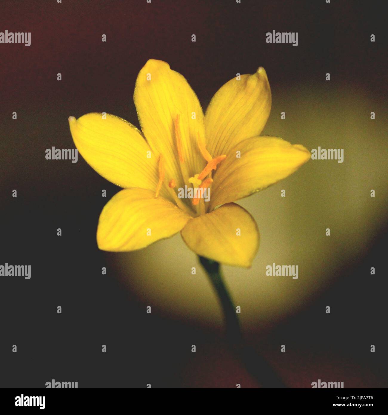 Yellow Rain Lily Stock Photo