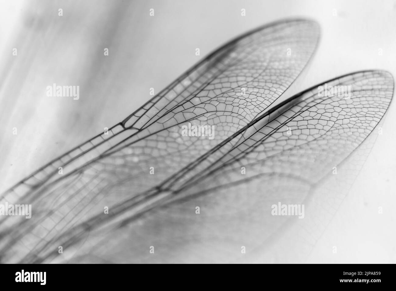 Beautiful Macro photography of Dragonfly wings on white background Stock Photo