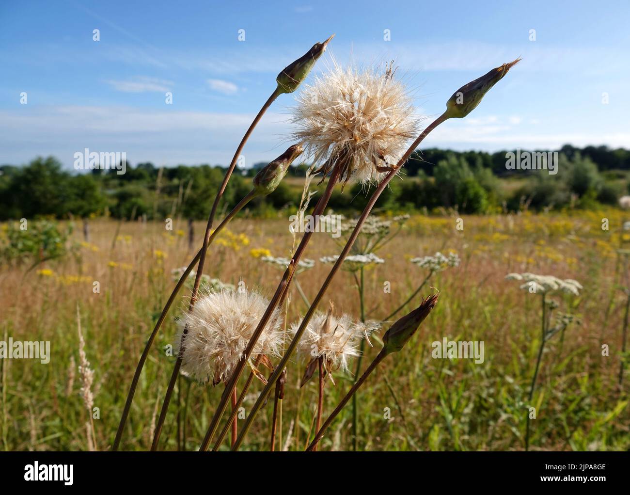 The seed umbrellas of a meadow salsify or Tragopogon pratensis plant are blowing in the wind Stock Photo