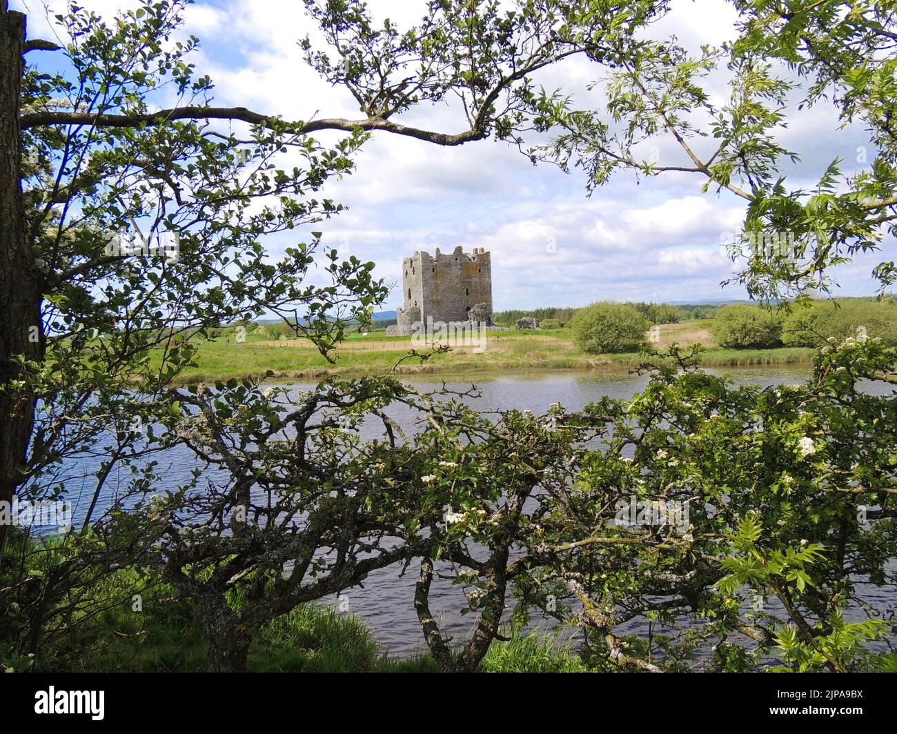 A distant view of Threave Castle on the River Dee near Castle Douglas, Dumfries and Galloway, Scotland, framed  by trees and  bushes. The castle stands on an island and is only accessible by taking  a small boat ride. It was built in the 1370's by Archibald the Grim and was a stronghold of the 'Black Douglases', Earls of Douglas and Lords of Galloway. The keep and artillery house remain standing. After a siege during  in the Bishop's War The Covenanters ordered the buildings to be dismantled, and the materials to be disposed of,  for  use by  the public. Stock Photo
