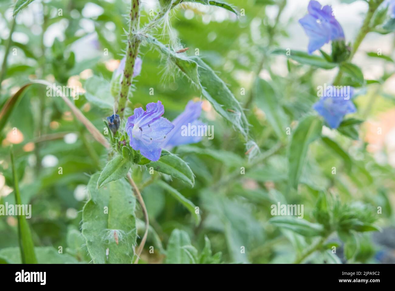 blue devil or vipers bugloss plant in bloom in summer outdoors Stock Photo
