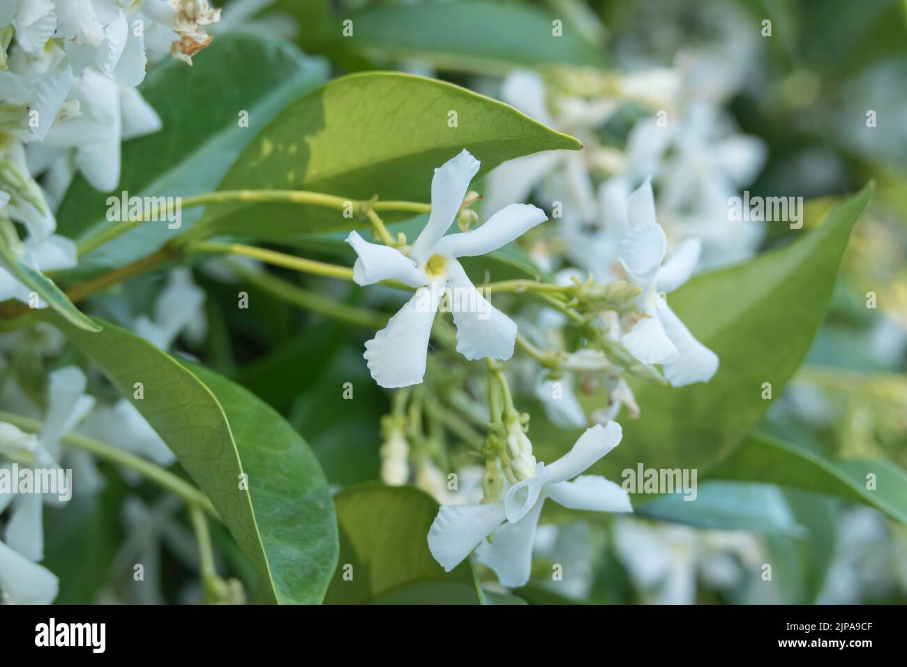 star jasmine flower seen up close outdoors blooming in summer Stock Photo