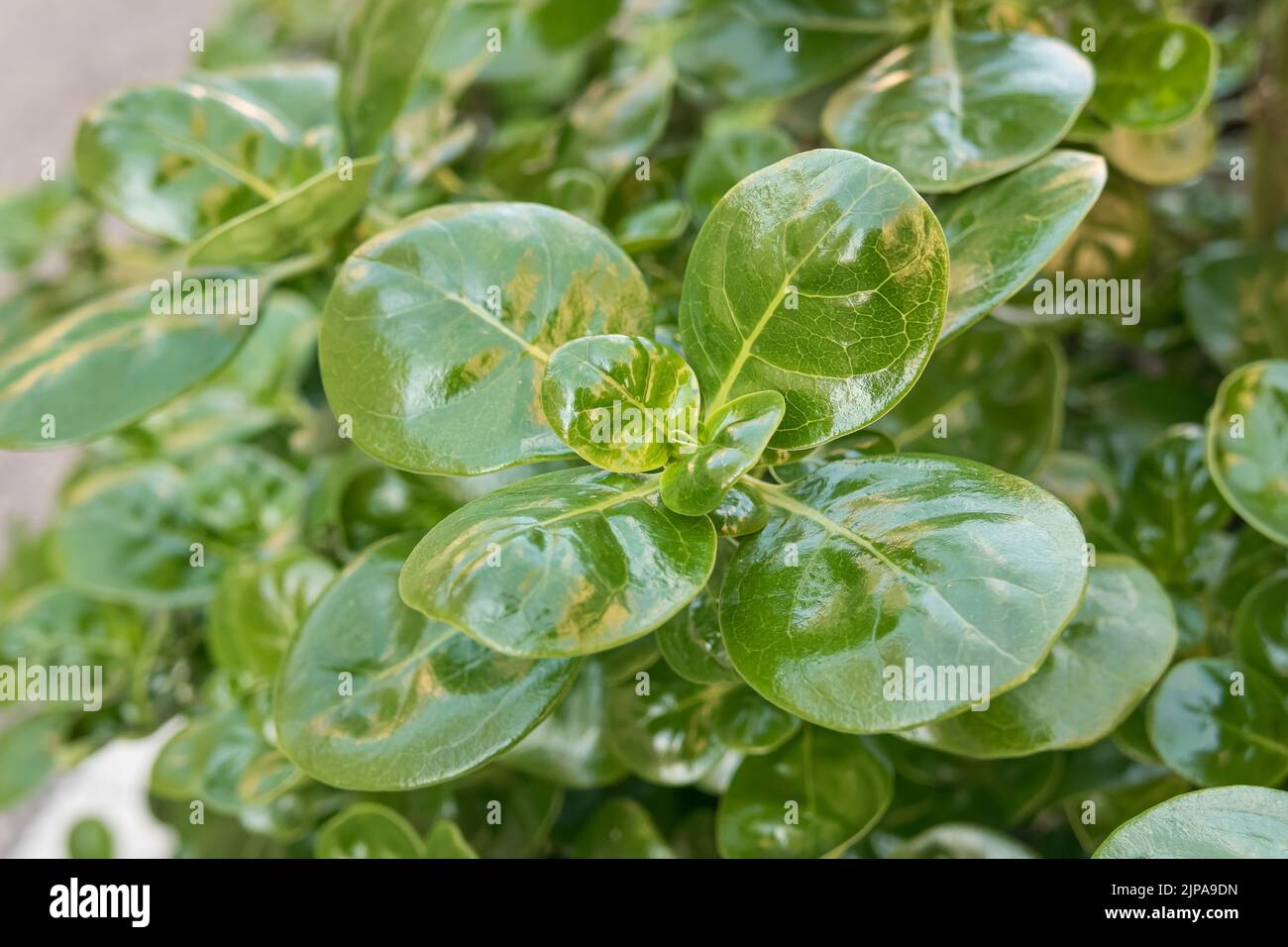 shiny leaf plant or looking-glass bush outdoors closeup view Stock Photo