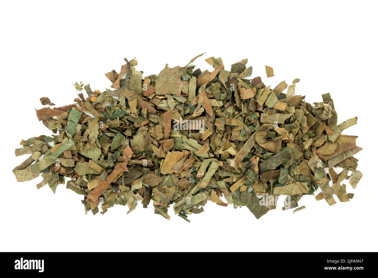 Loquat leaf herb Chinese herbal plant medicine. Treats coughs, bronchitis, inflammation, type 2 diabetes. Pin pa ye. Folium eriobatryae japonicae. Stock Photo