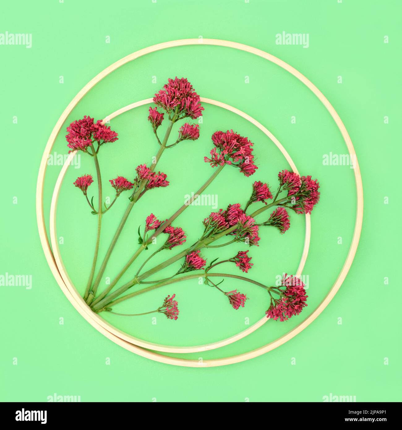 Red valerian herb plant in abstract circular frame. Flowers can be used to make perfume. Minimal botanical nature study composition. On green. Stock Photo