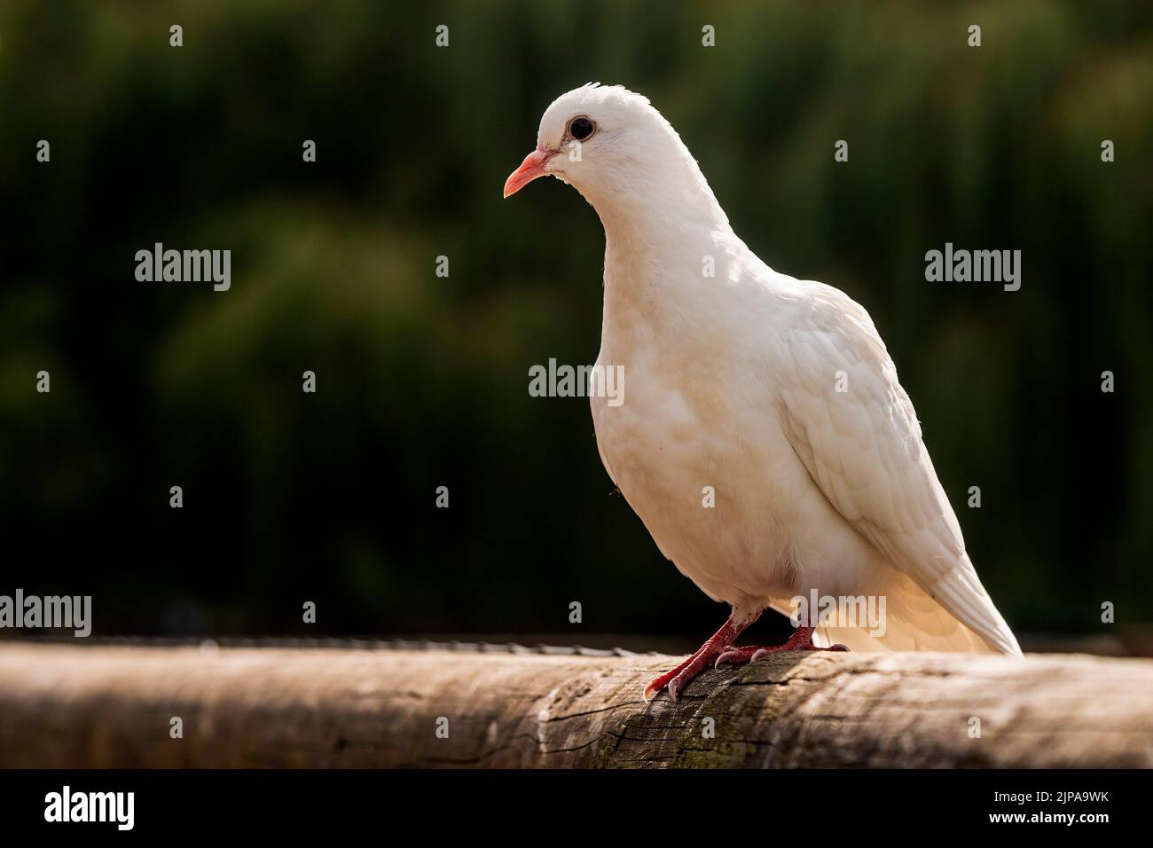 White pigeon.Dove Stock Photo