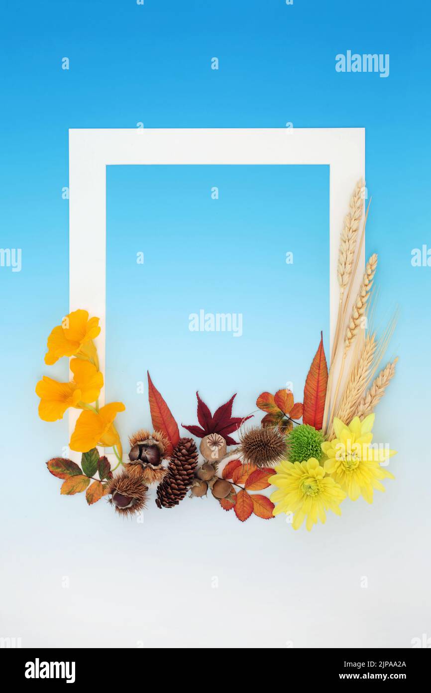 Autumn and Thanksgiving colourful abstract background border with leaves, flowers, nuts and grain. Nature Fall composition with natural flora. White f Stock Photo
