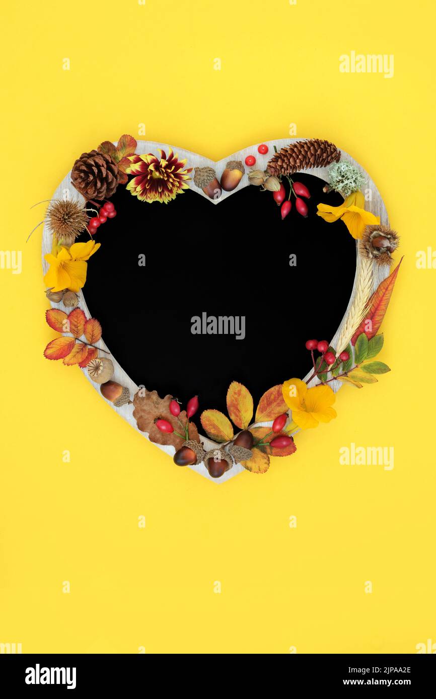 Thanksgiving and Fall heart shaped chalkboard frame with leaves, flowers, berries, grain and nuts. Nature Autumn Halloween composition with natural fl Stock Photo