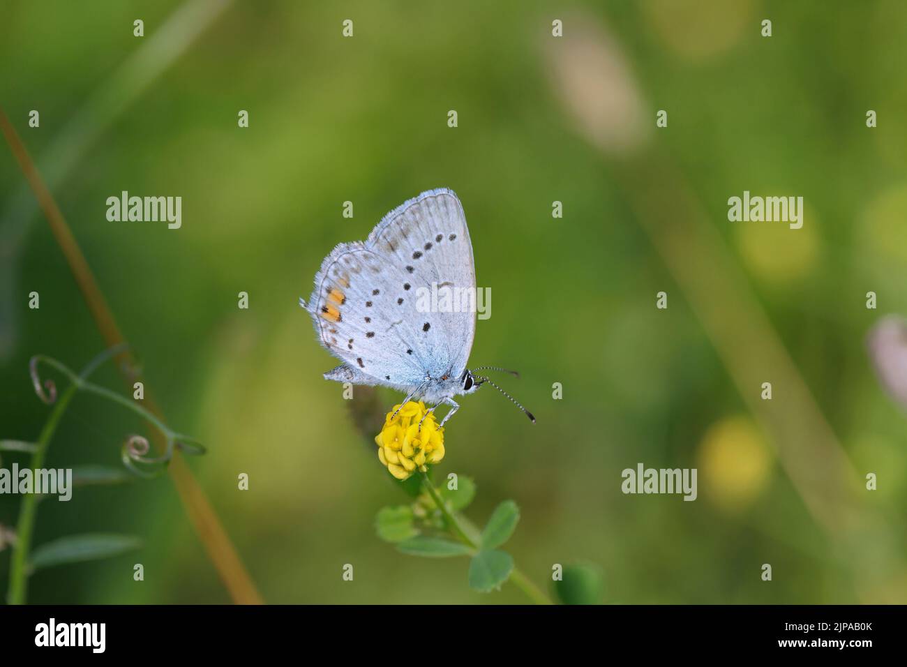 Male short tailed blue butterfly (Cupido argiades). Stock Photo