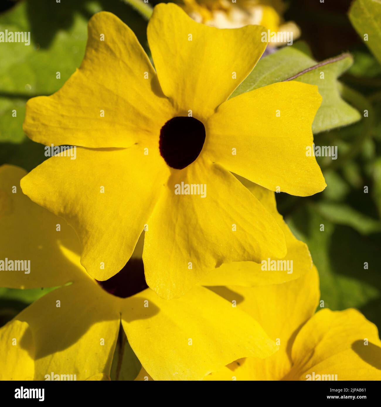 Close up of Summer flower Black Eyed Susan Stock Photo