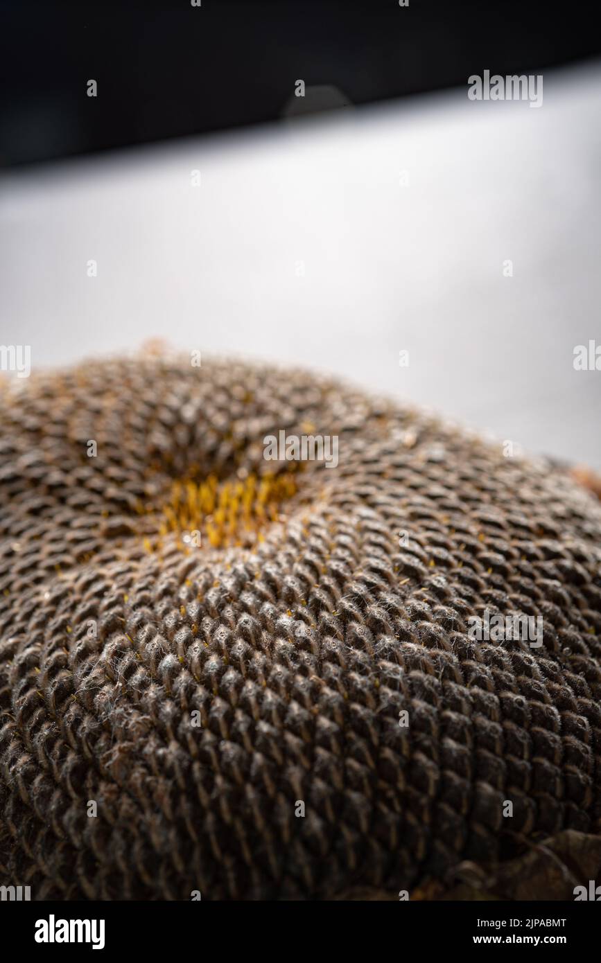 Whole roasted sunflower seeds hi-res stock photography and images - Alamy