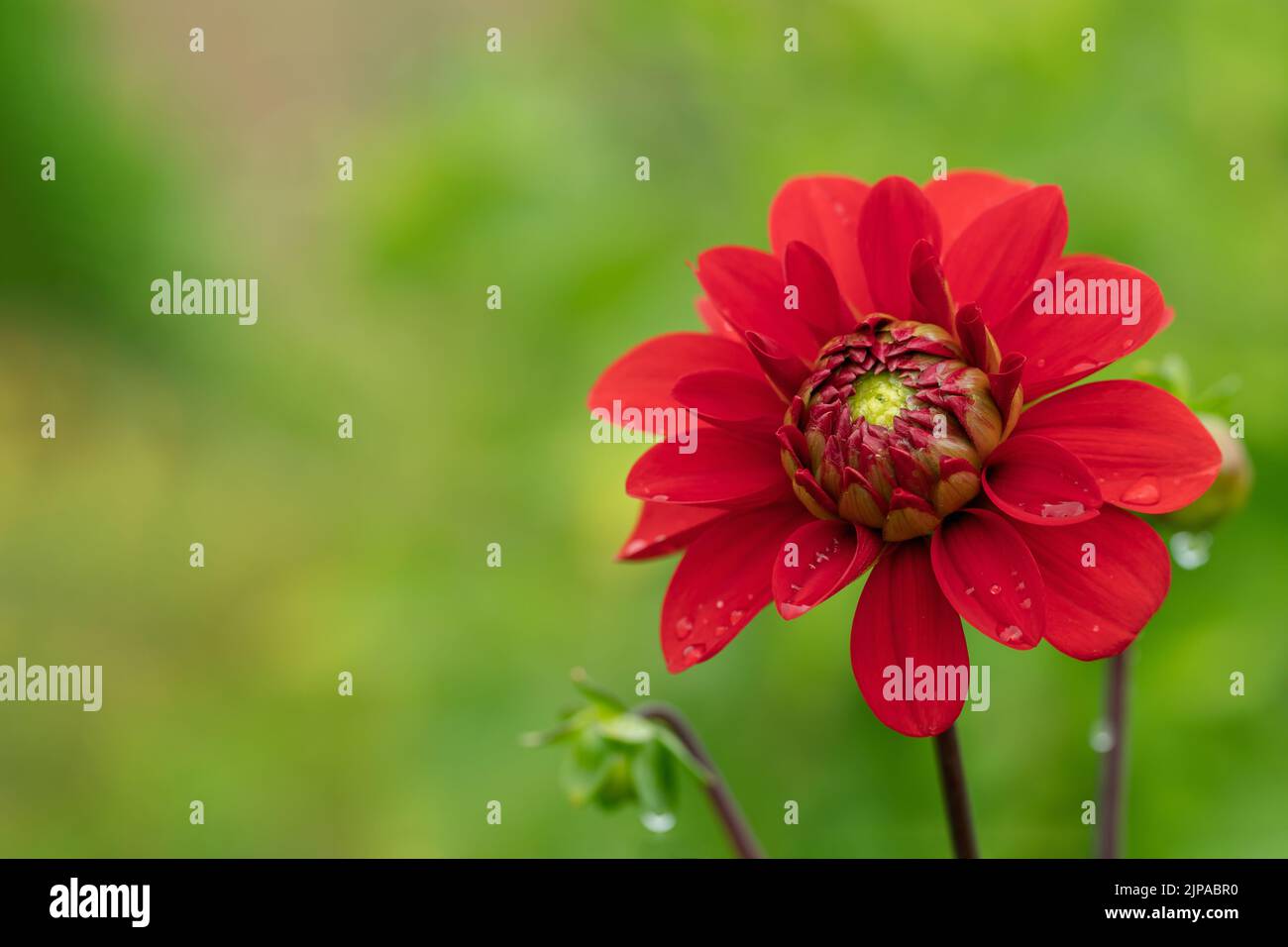 Dark red dahlia blossom. Copy space. Stock Photo