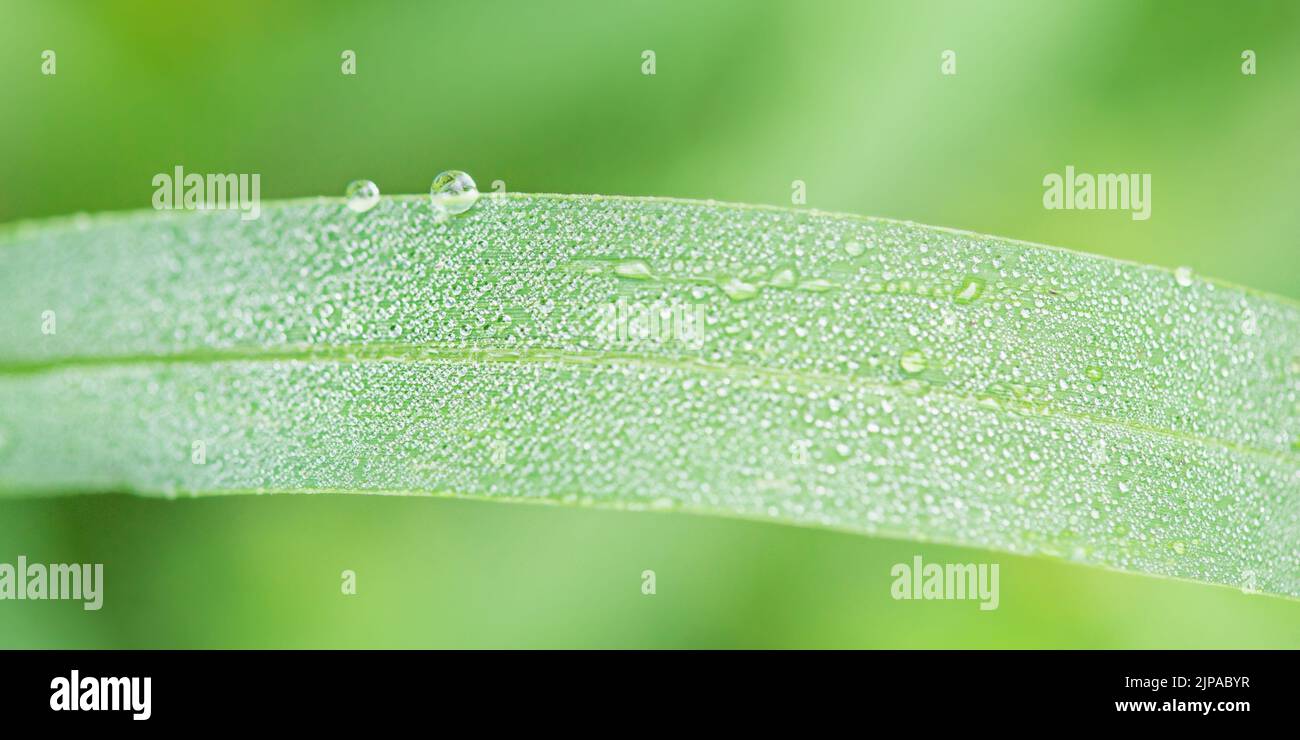 Green grass macro photo with dew drops on it. Macro nature Stock Photo ...