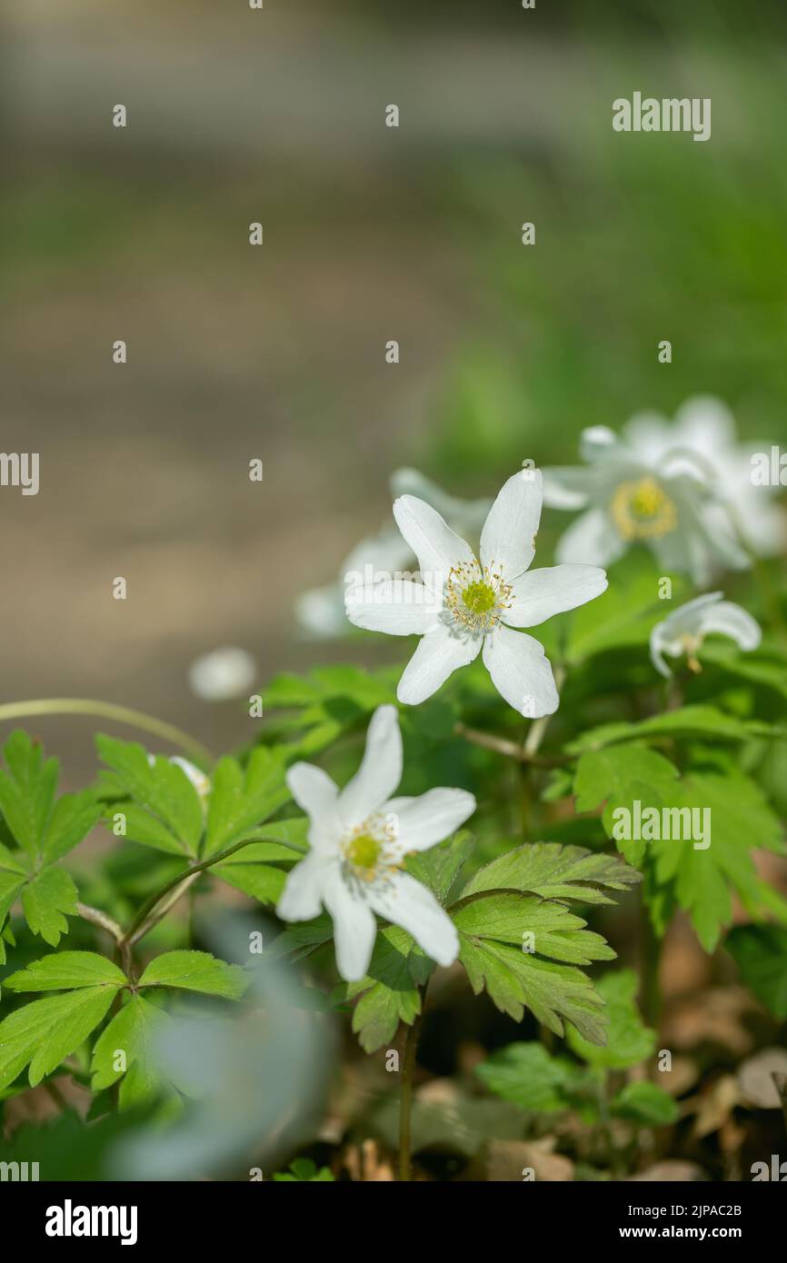 Windflower blossoms (Anemone nemorosa). Stock Photo