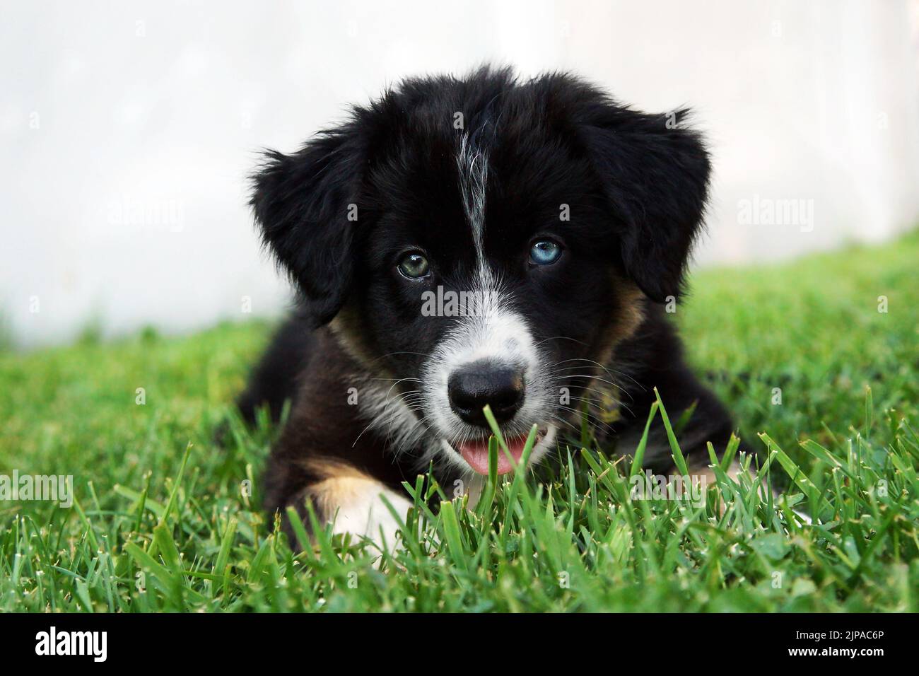 Cute Australian shepard dog puppy with blue and green eye Stock Photo