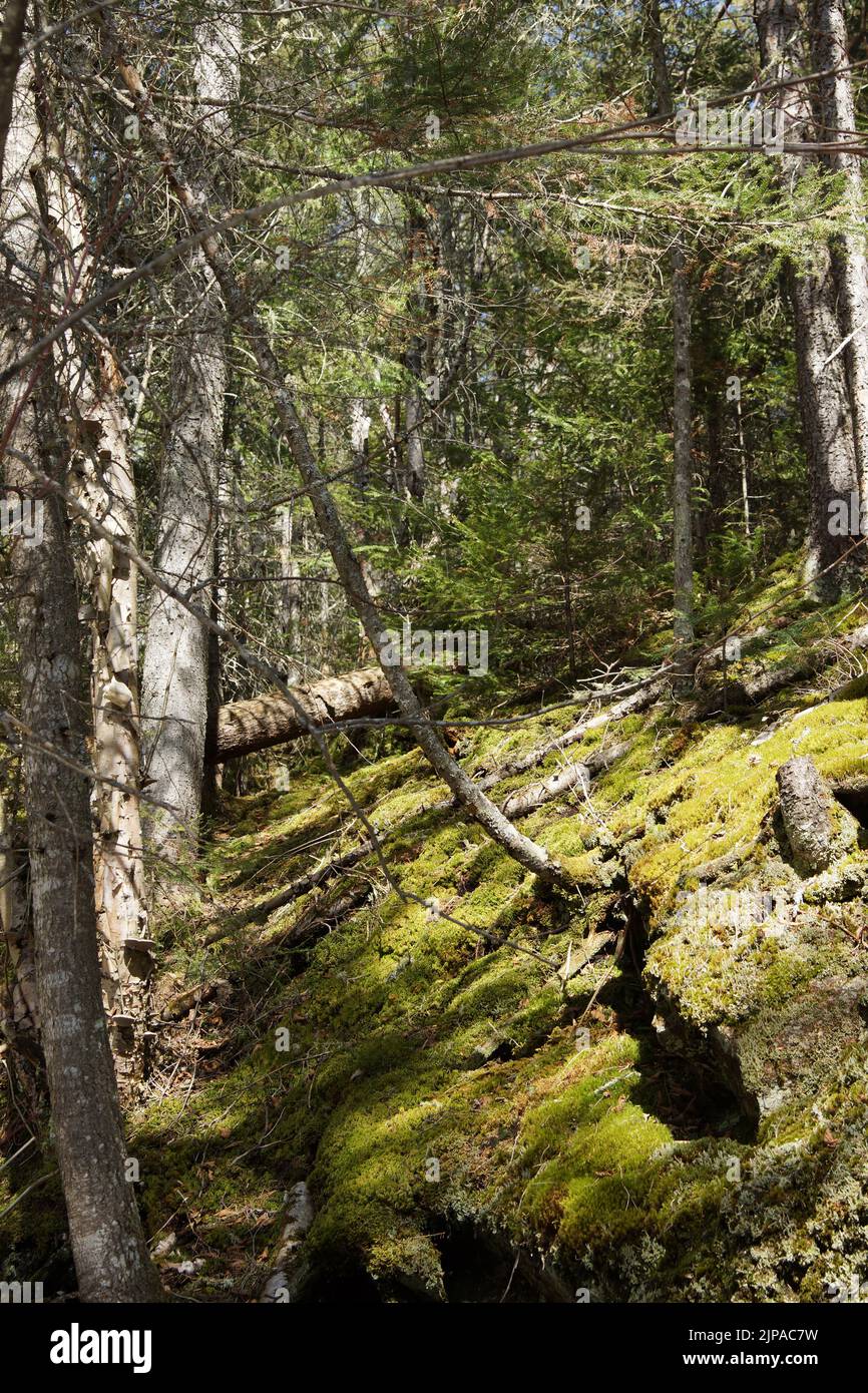Vertical of old growth nordic forest with moss covered ground Stock Photo