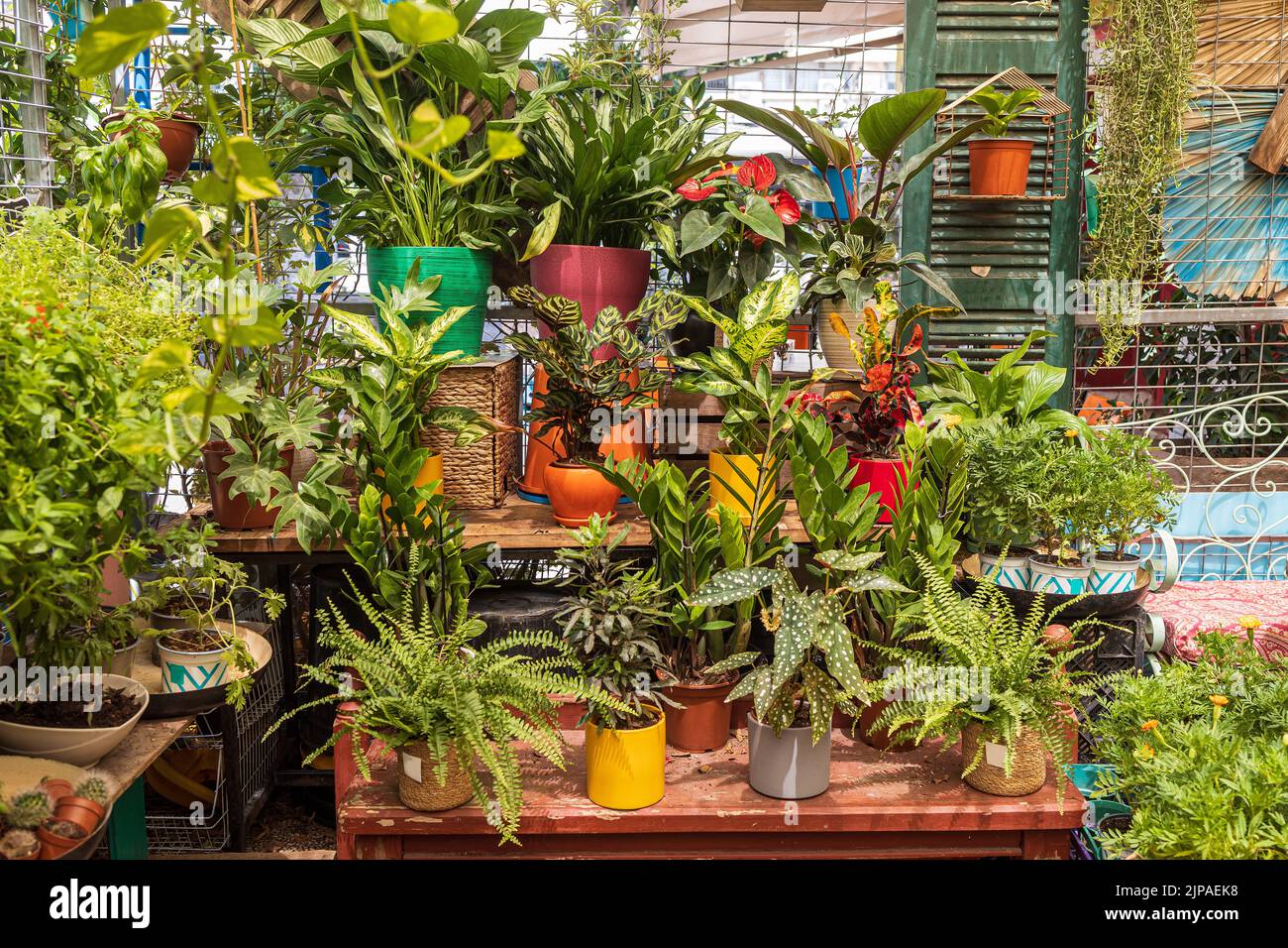 Entrance to the flower shop. Trolley with indoor plants. Cacti in various mugs are on the shelves Stock Photo