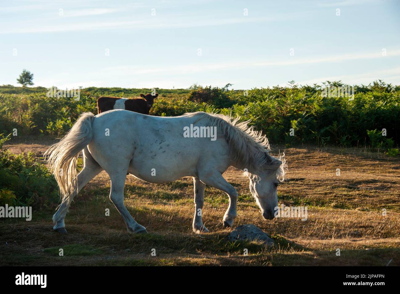White Dartmoor pony near Haytor, Dartmoor, Devon, England, UK Stock Photo