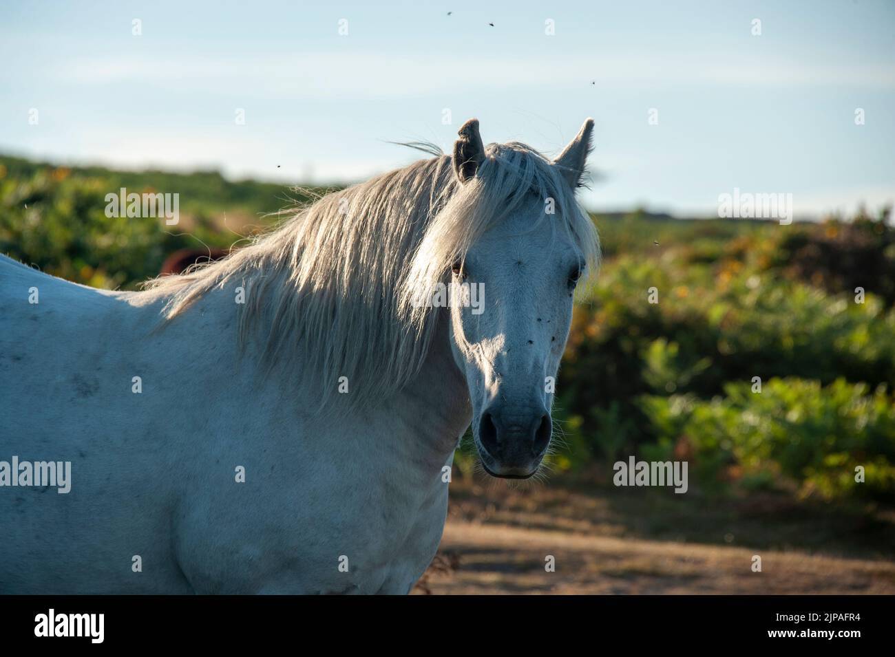White Dartmoor pony near Haytor, Dartmoor, Devon, England, UK Stock