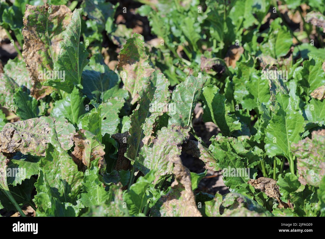 Cercospora leaf spot (Cercospora beticola) infection on a sugar beet plant. Stock Photo