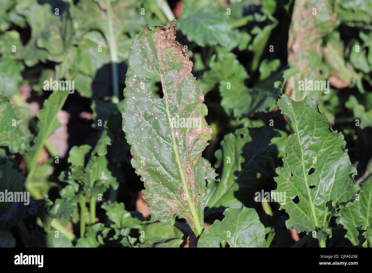 Cercospora leaf spot (Cercospora beticola) infection on a sugar beet plant. Stock Photo