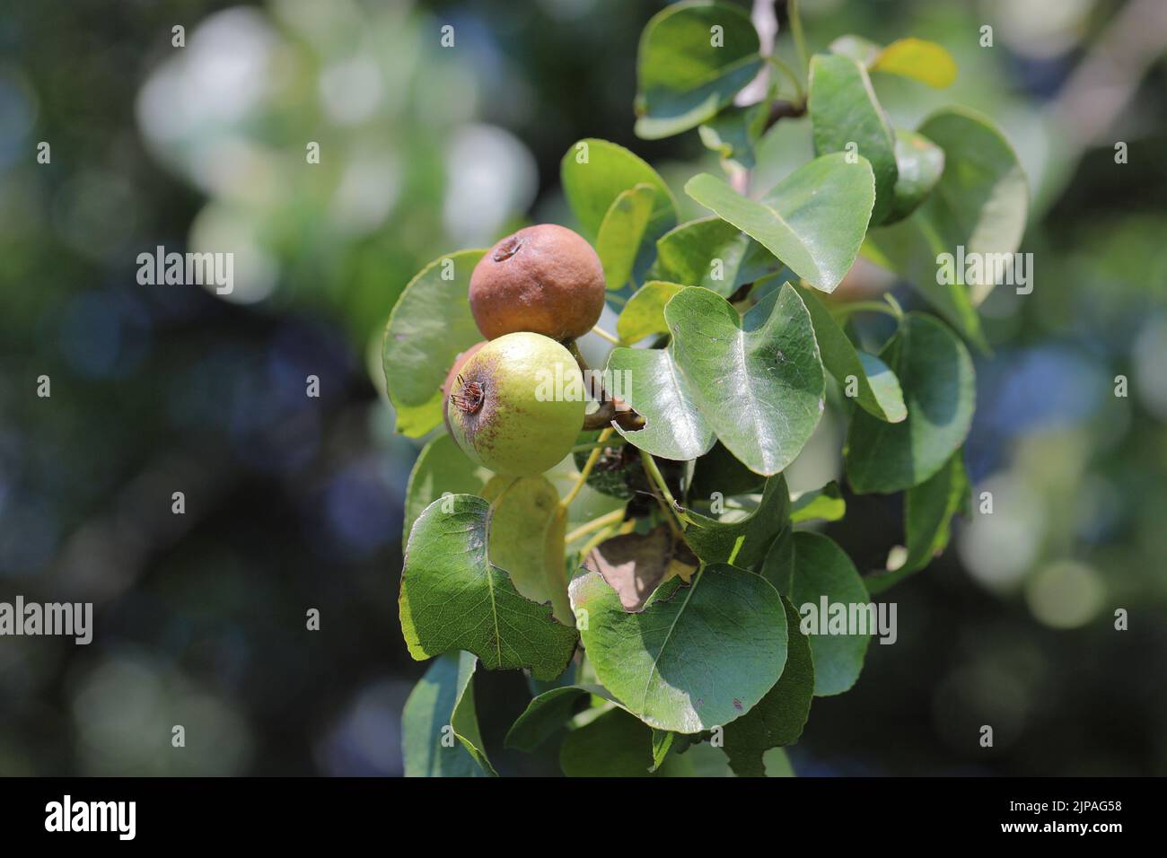 A rotting pear hanging on a tree on fruit tree in an orchard. Stock Photo