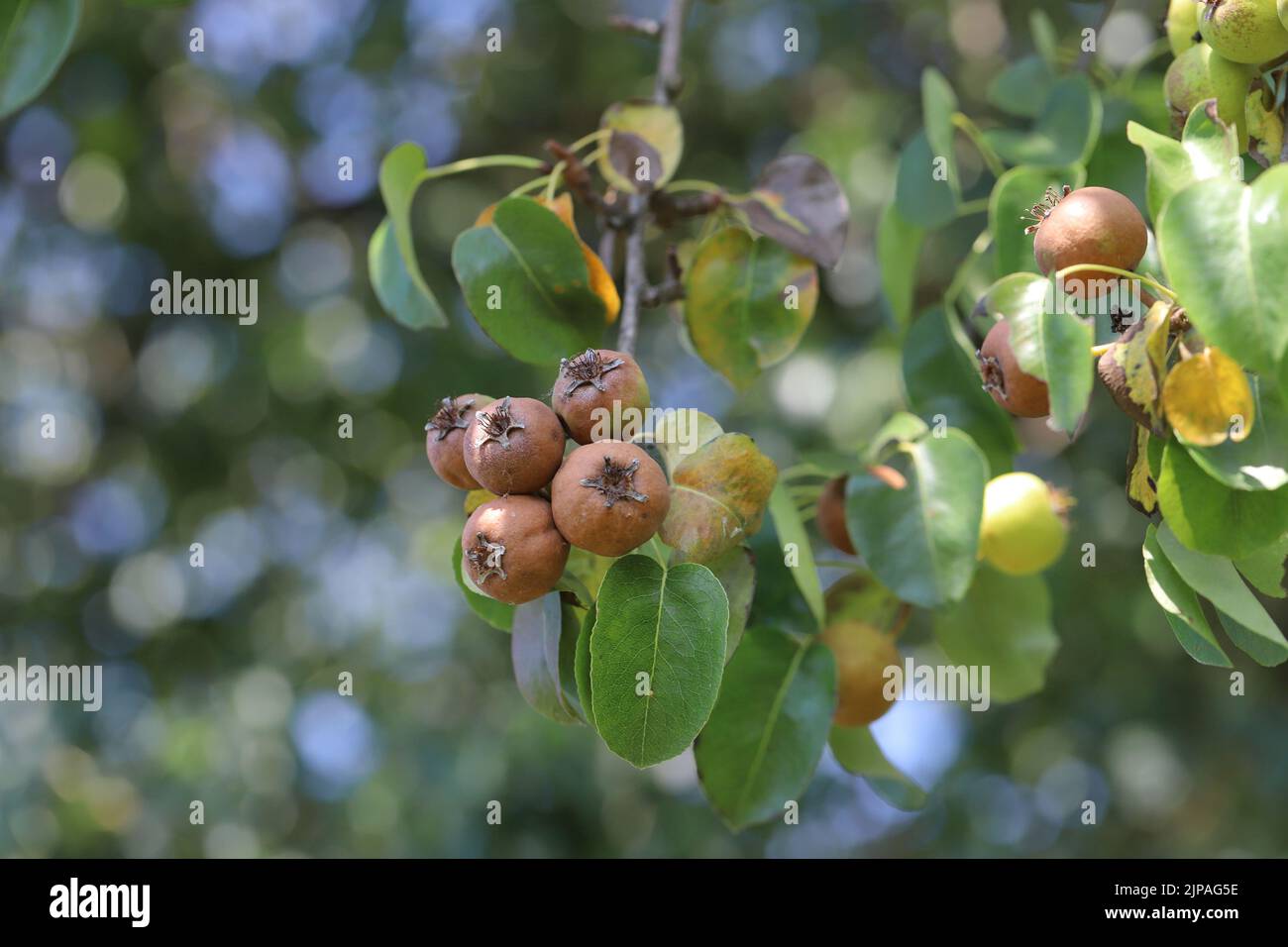 A rotting pear hanging on a tree on fruit tree in an orchard. Stock Photo