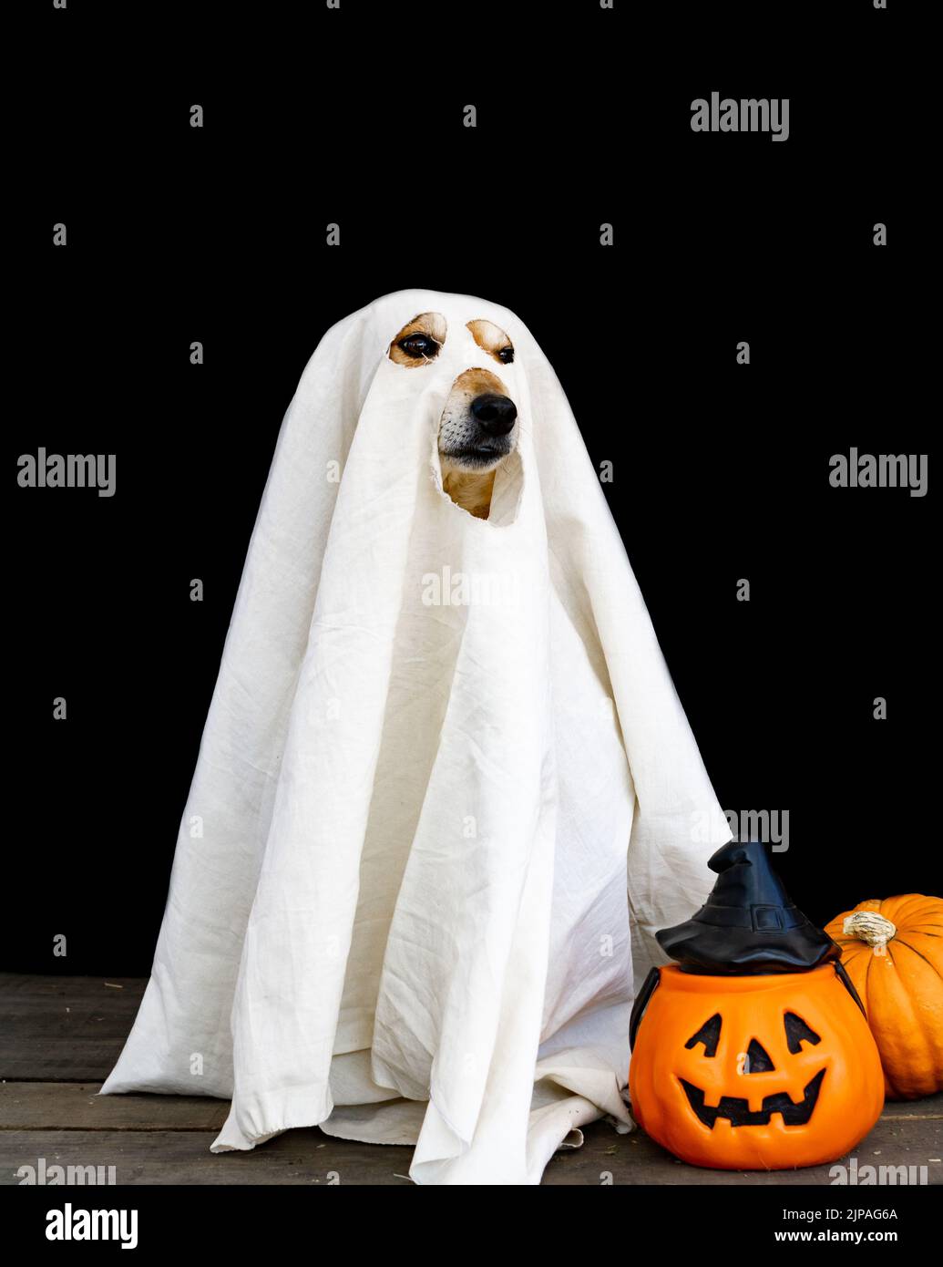 dog dressed as a ghost with a white sheet and halloween candy Stock Photo -  Alamy