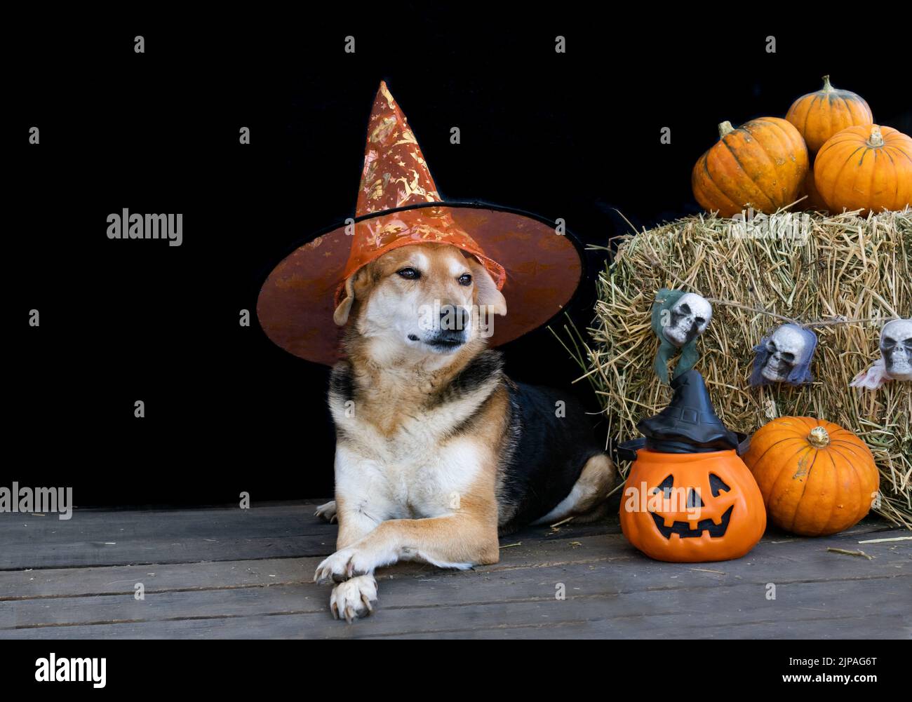 dog dressed for halloween with witch hat and decoration with pumpkins ...