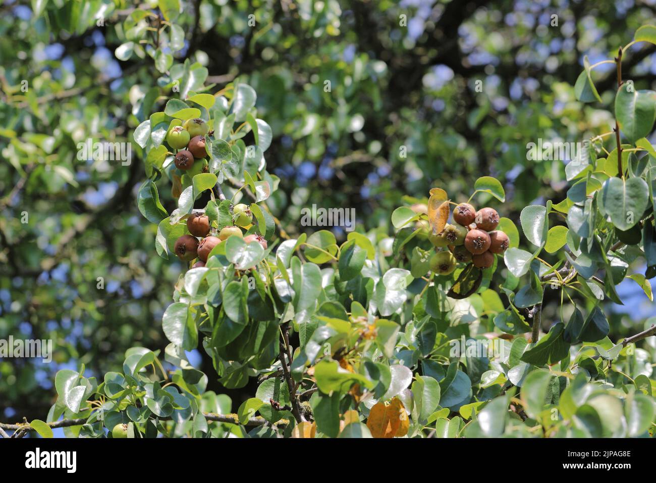 A rotting pear hanging on a tree on fruit tree in an orchard. Stock Photo