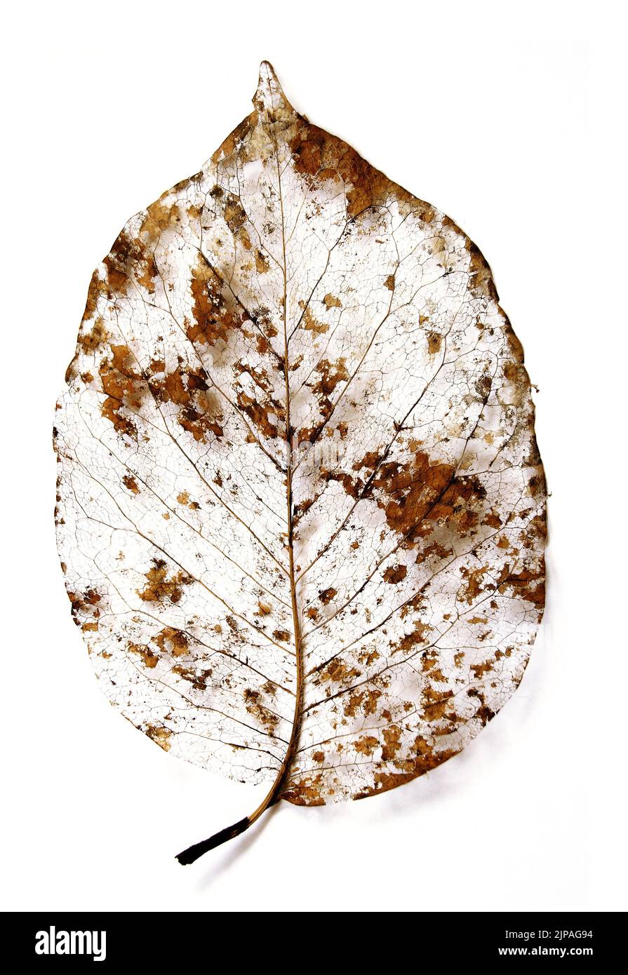 Leaf skeleton over white background Stock Photo