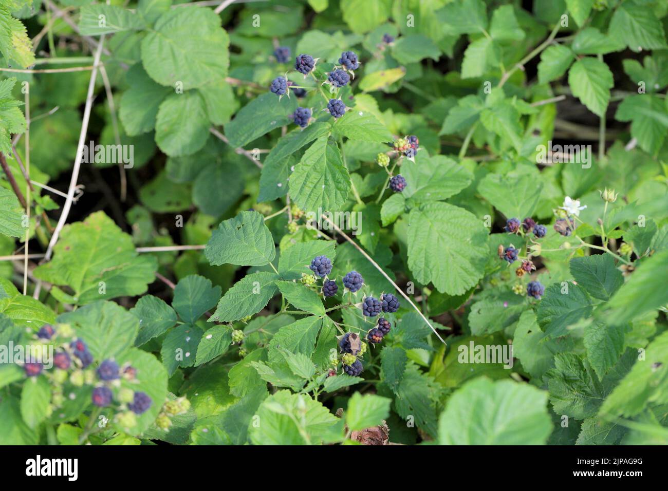 European Dewberry (Rubus caesius). Fruit on shrubs in summer. Stock Photo