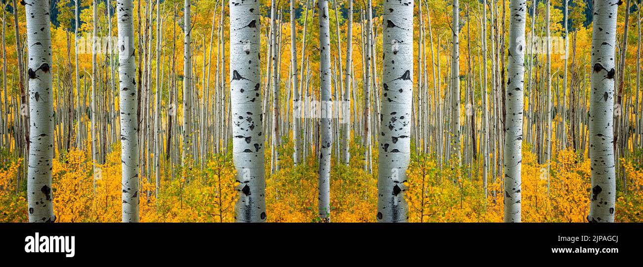 Aspen Trees in Fall,Aspen Colorado Stock Photo
