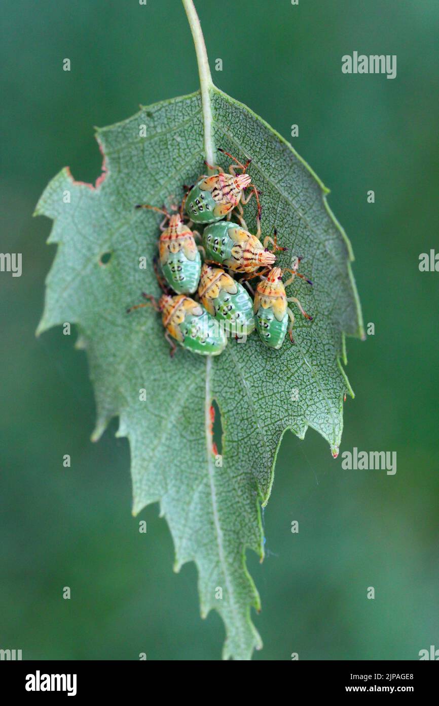 Birch Shieldbug nymphs (Elasmostethus interstinctus) sitting on edge of birch leaf. Stock Photo