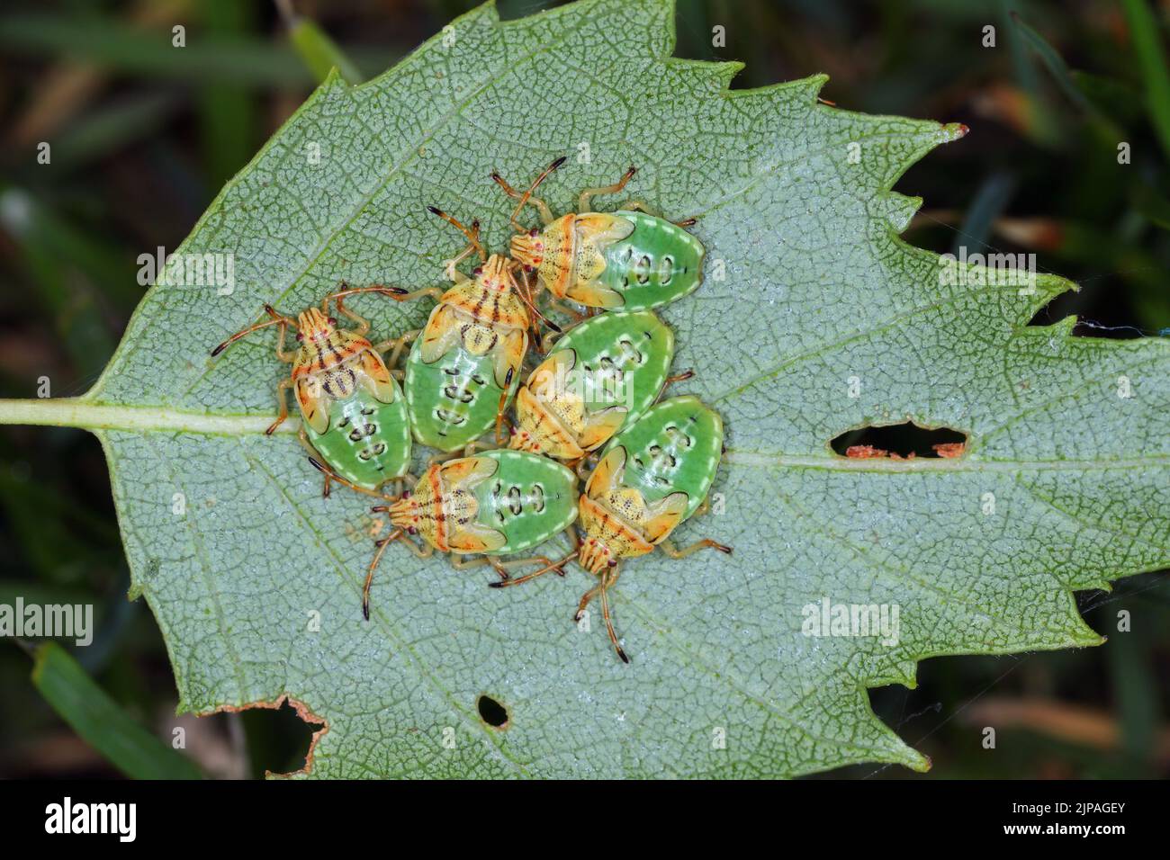 Birch Shieldbug nymphs (Elasmostethus interstinctus) sitting on edge of ...