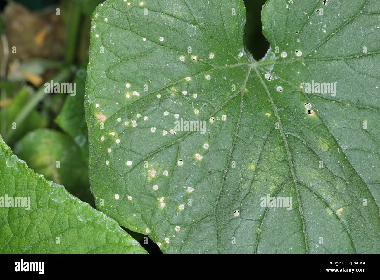 White round spots on the leaves of cucumber in the garden, a fungal disease. Stock Photo