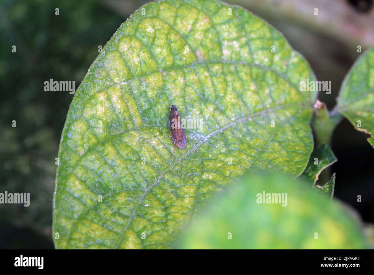 Leafhopper of the genus Fieberiella (Cicadellidae) on a bean leaf. Stock Photo