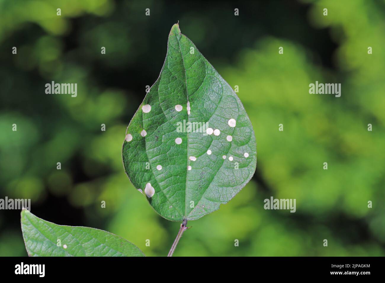 White round spots on bean leaves in the garden, a fungal disease. Stock Photo