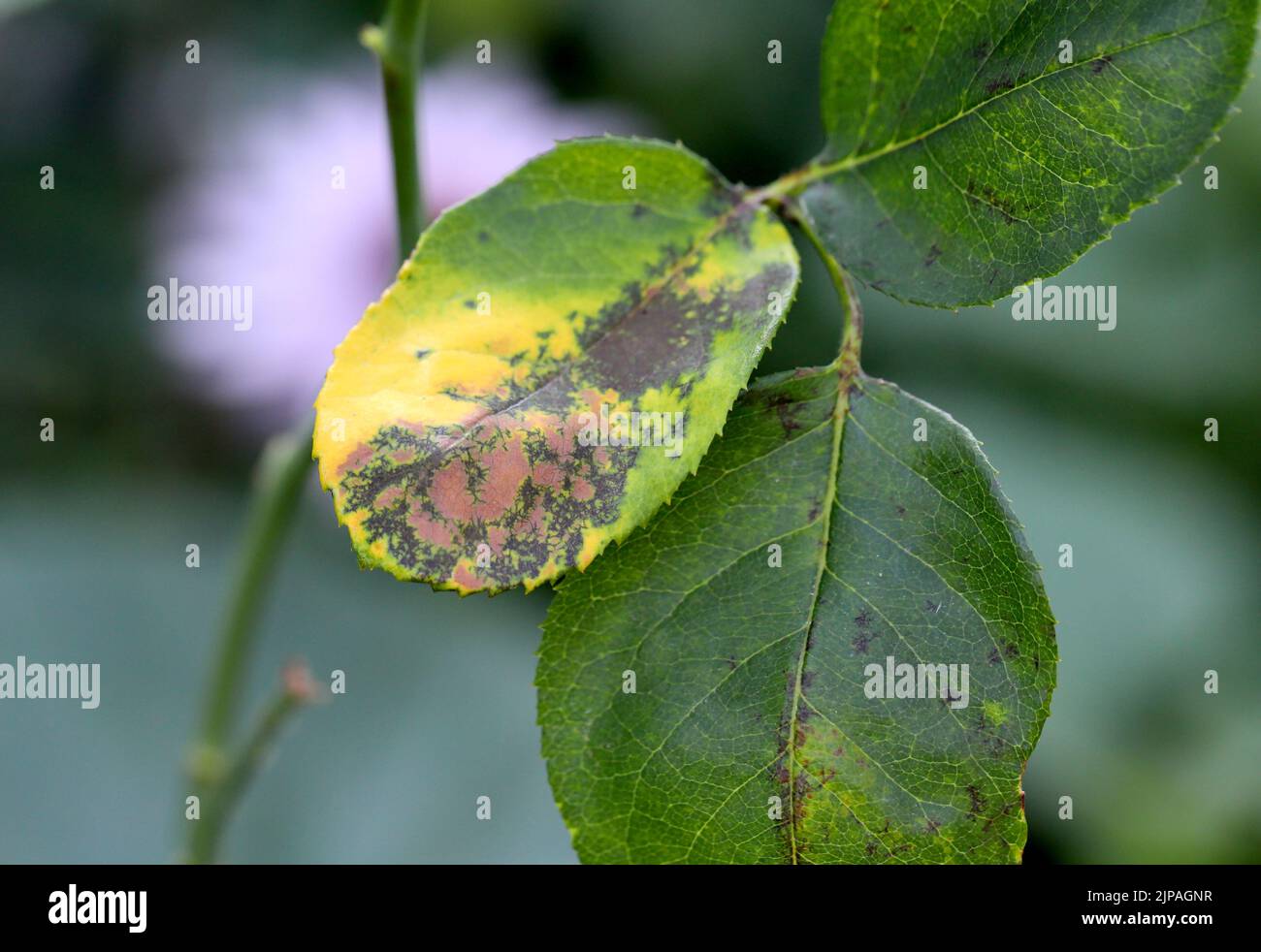 Black spot Fungus Disease on roses leaves. Stock Photo