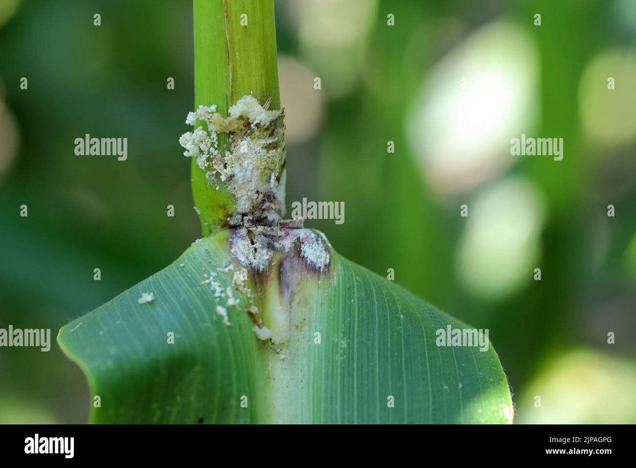 Corn, maize plant damaged by caterpillar of European corn borer (Ostrinia nubilalis). Stock Photo