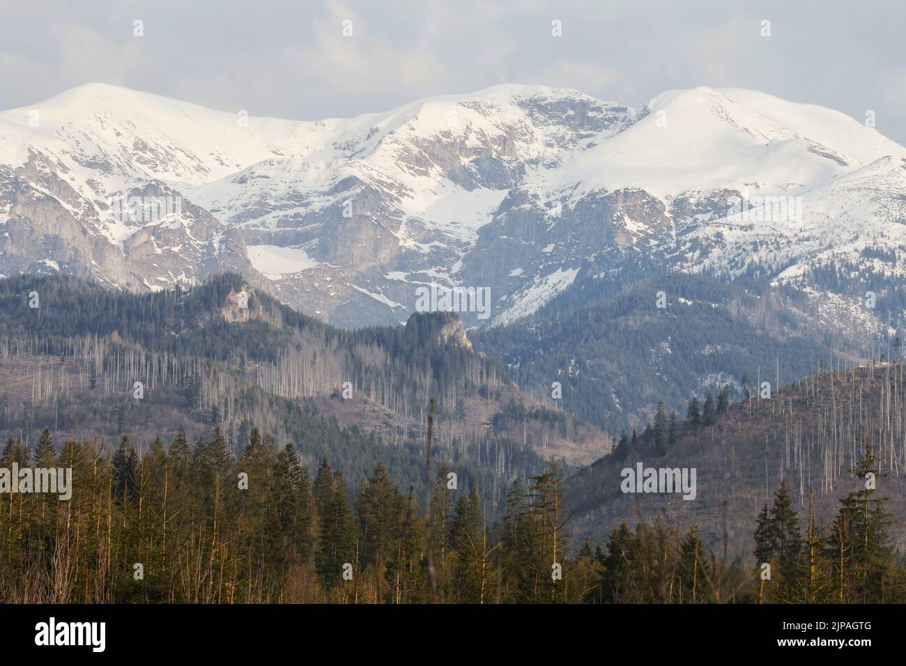 Tatra mountains and coniferous forest in front of them. Spring in ...
