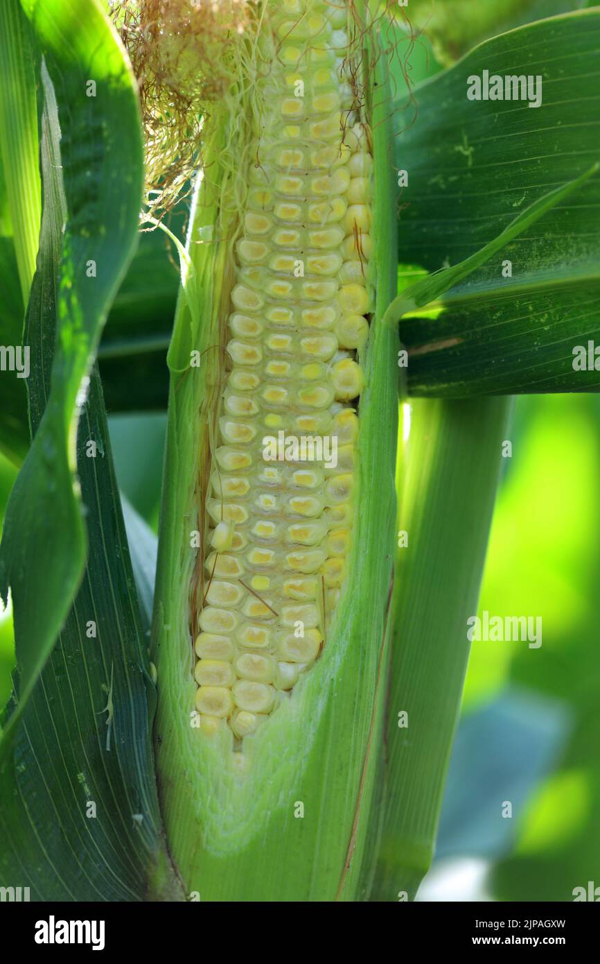 A sliced young corn cob growing on a plant in a crop field. Stock Photo