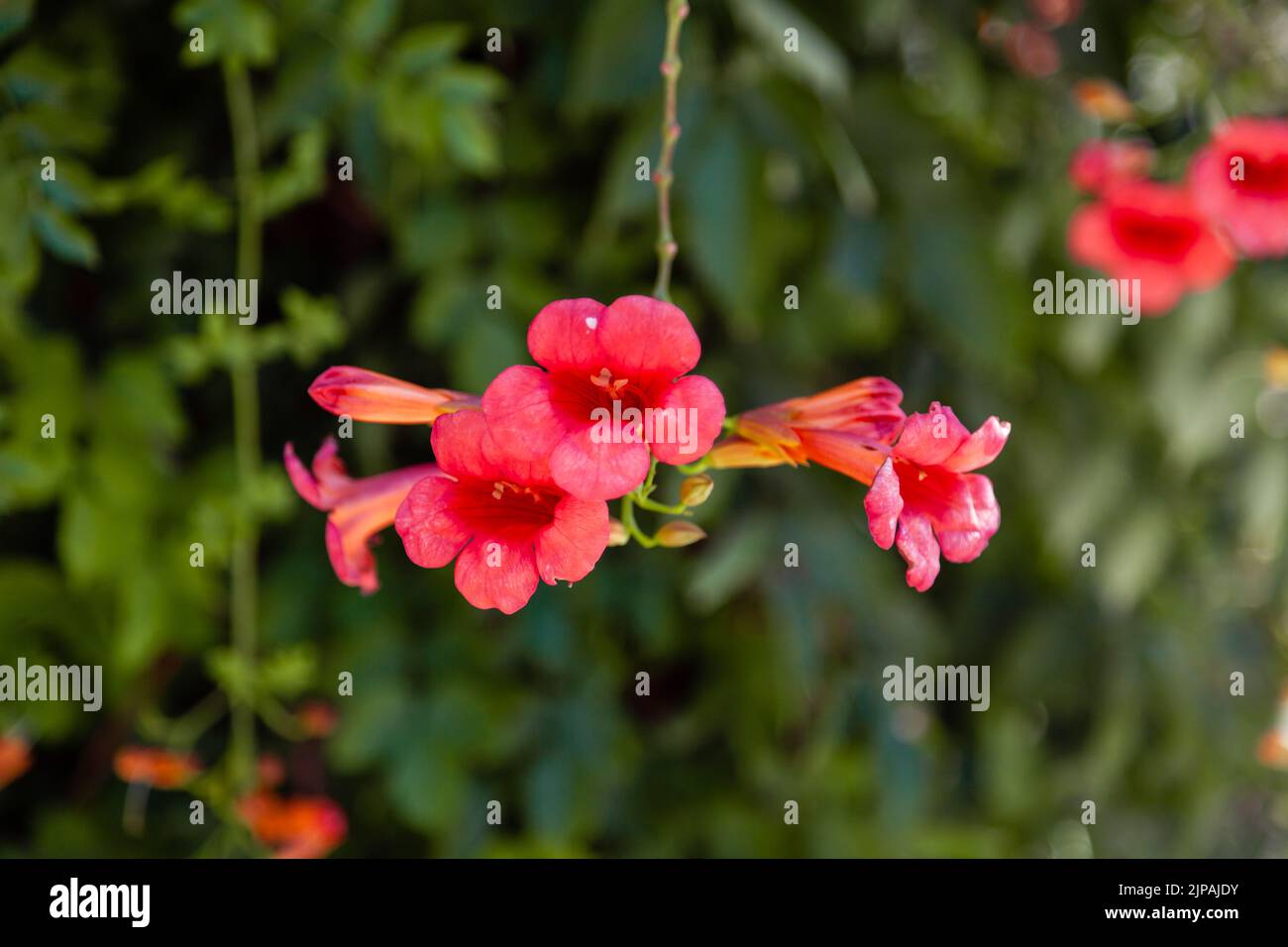 Orange bignonia Grandiflora or Campsis Grandiflora or Chinese trumpet vine flowers. Close up and selective focus. Stock Photo