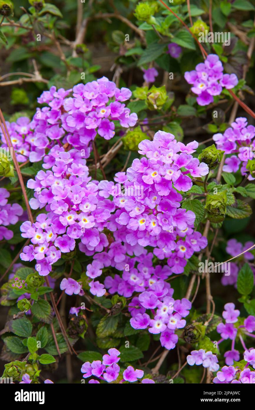 Purple Trailing Lantana in bloom with green background Stock Photo - Alamy