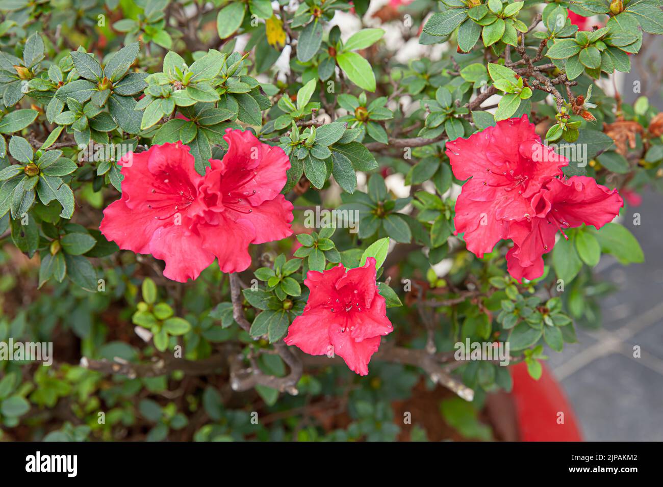 Red azalea flowering plant blooming in sunny garden Stock Photo - Alamy